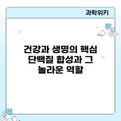 건강과 생명의 핵심: 단백질 합성과 그 놀라운 역할